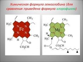 Микроводоросль хлорелла